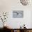 Arctic Tern in Flight, Hudson Bay, Canada-Paul Souders-Photographic Print displayed on a wall