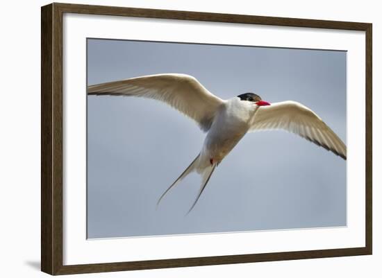 Arctic Tern in Flight, Hudson Bay, Canada-Paul Souders-Framed Photographic Print