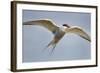 Arctic Tern in Flight, Hudson Bay, Canada-Paul Souders-Framed Photographic Print