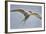 Arctic Tern in Flight, Hudson Bay, Canada-Paul Souders-Framed Photographic Print