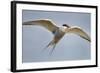 Arctic Tern in Flight, Hudson Bay, Canada-Paul Souders-Framed Photographic Print