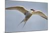Arctic Tern in Flight, Hudson Bay, Canada-Paul Souders-Mounted Photographic Print