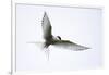 Arctic tern in flight over nesting area near coast, Iceland-Enrique Lopez-Tapia-Framed Photographic Print