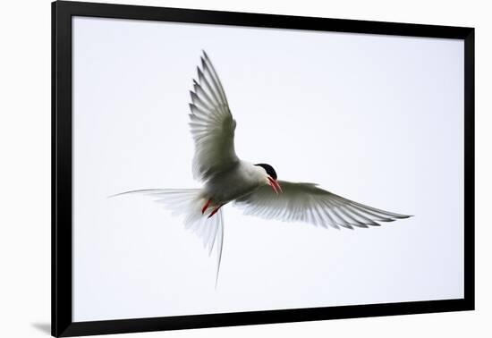 Arctic tern in flight over nesting area near coast, Iceland-Enrique Lopez-Tapia-Framed Photographic Print