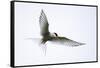 Arctic tern in flight over nesting area near coast, Iceland-Enrique Lopez-Tapia-Framed Stretched Canvas