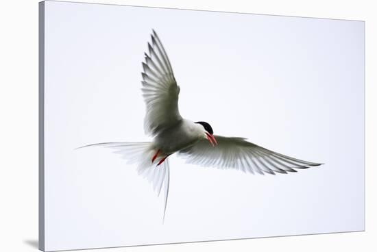 Arctic tern in flight over nesting area near coast, Iceland-Enrique Lopez-Tapia-Stretched Canvas