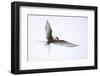 Arctic tern in flight over nesting area near coast, Iceland-Enrique Lopez-Tapia-Framed Photographic Print