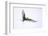 Arctic tern in flight over nesting area near coast, Iceland-Enrique Lopez-Tapia-Framed Photographic Print
