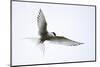 Arctic tern in flight over nesting area near coast, Iceland-Enrique Lopez-Tapia-Mounted Photographic Print