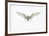 Arctic Tern in flight. Shetland Isles, Scotland, UK-Danny Green-Framed Photographic Print