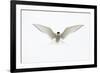 Arctic Tern in flight. Shetland Isles, Scotland, UK-Danny Green-Framed Photographic Print