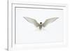 Arctic Tern in flight. Shetland Isles, Scotland, UK-Danny Green-Framed Photographic Print