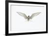 Arctic Tern in flight. Shetland Isles, Scotland, UK-Danny Green-Framed Photographic Print