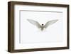 Arctic Tern in flight. Shetland Isles, Scotland, UK-Danny Green-Framed Photographic Print