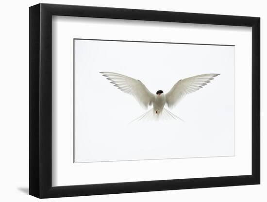 Arctic Tern in flight. Shetland Isles, Scotland, UK-Danny Green-Framed Photographic Print