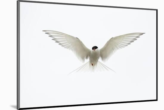 Arctic Tern in flight. Shetland Isles, Scotland, UK-Danny Green-Mounted Photographic Print