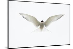 Arctic Tern in flight. Shetland Isles, Scotland, UK-Danny Green-Mounted Photographic Print