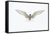 Arctic Tern in flight. Shetland Isles, Scotland, UK-Danny Green-Framed Stretched Canvas