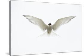 Arctic Tern in flight. Shetland Isles, Scotland, UK-Danny Green-Stretched Canvas