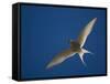 Arctic Tern in Flight, Snafelsness Peninsula, West Iceland-Inaki Relanzon-Framed Stretched Canvas