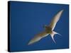 Arctic Tern in Flight, Snafelsness Peninsula, West Iceland-Inaki Relanzon-Stretched Canvas