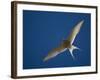 Arctic Tern in Flight, Snafelsness Peninsula, West Iceland-Inaki Relanzon-Framed Photographic Print