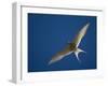 Arctic Tern in Flight, Snafelsness Peninsula, West Iceland-Inaki Relanzon-Framed Photographic Print