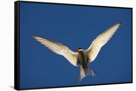 Arctic Tern in Flight-Paul Souders-Framed Stretched Canvas