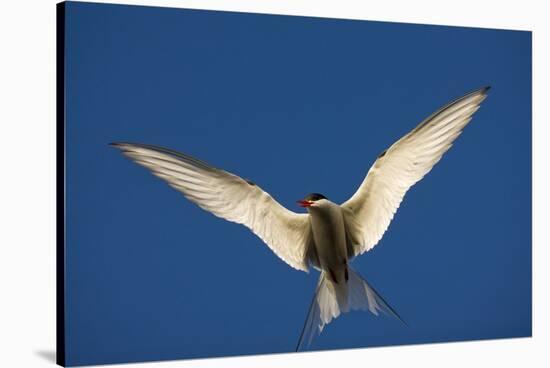 Arctic Tern in Flight-Paul Souders-Stretched Canvas