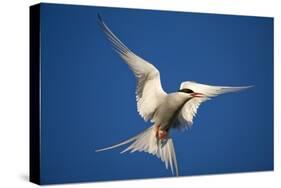 Arctic Tern in Flight-Paul Souders-Stretched Canvas