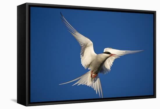 Arctic Tern in Flight-Paul Souders-Framed Stretched Canvas