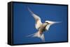 Arctic Tern in Flight-Paul Souders-Framed Stretched Canvas