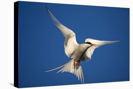 Arctic Tern in Flight-Paul Souders-Stretched Canvas