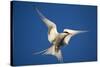 Arctic Tern in Flight-Paul Souders-Stretched Canvas