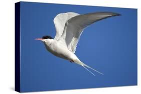 Arctic Tern in Flight-Paul Souders-Stretched Canvas