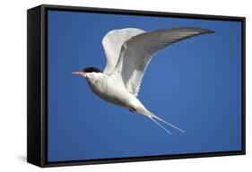 Arctic Tern in Flight-Paul Souders-Framed Stretched Canvas