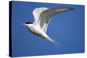 Arctic Tern in Flight-Paul Souders-Stretched Canvas