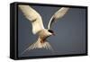 Arctic Tern in Flight-Paul Souders-Framed Stretched Canvas