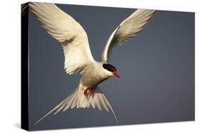 Arctic Tern in Flight-Paul Souders-Stretched Canvas