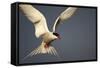 Arctic Tern in Flight-Paul Souders-Framed Stretched Canvas