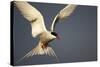 Arctic Tern in Flight-Paul Souders-Stretched Canvas