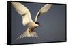 Arctic Tern in Flight-Paul Souders-Framed Stretched Canvas