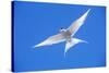 Arctic Tern in Flight-null-Stretched Canvas