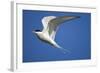 Arctic Tern in Flight-Paul Souders-Framed Photographic Print