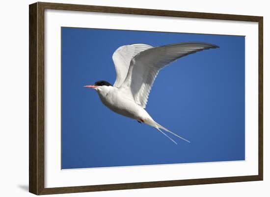 Arctic Tern in Flight-Paul Souders-Framed Photographic Print