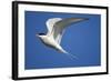 Arctic Tern in Flight-Paul Souders-Framed Photographic Print