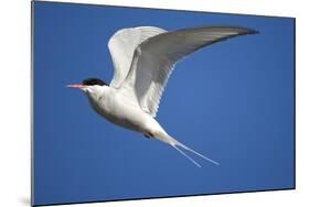 Arctic Tern in Flight-Paul Souders-Mounted Photographic Print