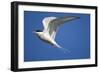 Arctic Tern in Flight-Paul Souders-Framed Photographic Print