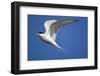 Arctic Tern in Flight-Paul Souders-Framed Photographic Print