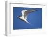 Arctic Tern in Flight-Paul Souders-Framed Photographic Print